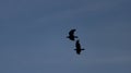 Flying crow black silhouette with blue sky Royalty Free Stock Photo