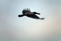 A flying crow is blurred in air Royalty Free Stock Photo