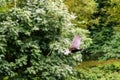 Flying Crow on Blurred Background A Royalty Free Stock Photo