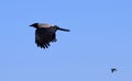 Flying Crow (Corvus cornix)