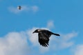 Flying crow with eagle in background Royalty Free Stock Photo