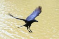 Flying crow floating on air Royalty Free Stock Photo