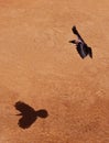 Flying Crow Royalty Free Stock Photo