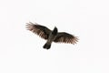 Flying crow isolated on white background