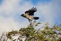 Flying crow landing on the bush