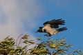 Flying crow landing on the bush