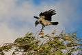 Flying crow landing on the bush