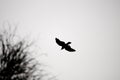 Flying Crow Silhouette