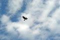 Flying crow on a sky background Royalty Free Stock Photo