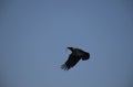 Flying Crow with twig in its mouth Royalty Free Stock Photo