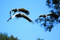 Flying crown cranes