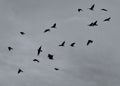 Flying crows returning home to roost in the evening Royalty Free Stock Photo