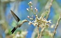 Flying Cuban Bee Hummingbird (Mellisuga helenae)