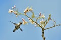 Flying Cuban Bee Hummingbird (Mellisuga helenae)