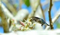 Flying Cuban Bee Hummingbird (Mellisuga helenae)