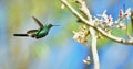 Flying Cuban Emerald Hummingbird (Chlorostilbon ricordii)