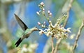 Flying Cuban Emerald Hummingbird (Chlorostilbon ricordii)