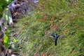 Flying Cuban Emerald - Peninsula de Zapata National Park / Zapata Swamp, Cuba