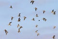 Flying Curlews Royalty Free Stock Photo