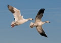 Flying with dad