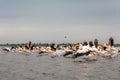 Flying Dalmatian pelicans in the Danube Delta  Romania Royalty Free Stock Photo