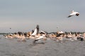 Flying Dalmatian pelicans in the Danube Delta  Romania Royalty Free Stock Photo