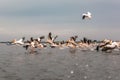 Flying Dalmatian pelicans in the Danube Delta  Romania Royalty Free Stock Photo