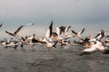 Flying Dalmatian pelicans in the Danube Delta  Romania Royalty Free Stock Photo