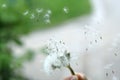 Flying Dandelion Royalty Free Stock Photo