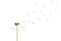 Flying dandelion Royalty Free Stock Photo