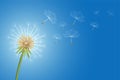 Flying dandelion flower seeds make a wish concept background