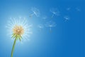 Flying dandelion flower seeds make a wish concept background Royalty Free Stock Photo