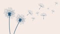 Flying dandelion flower seeds make a wish concept background