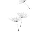 Flying dandelion. Dandelion fluff on blank background