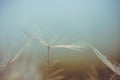 Dandelion Flying Seeds Close up View