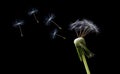 Blowing dandelion seeds Royalty Free Stock Photo