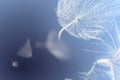 Flying dandelion seeds on a blue background Royalty Free Stock Photo