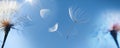 Flying dandelion seeds on a blue background Royalty Free Stock Photo