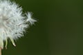 Flying dandelion seeds close-up  macro herb flower white aerial Royalty Free Stock Photo