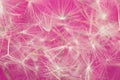 Flying dandelion seeds, macro photography of dandelion parachutes on a bright colored background Royalty Free Stock Photo