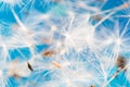 Flying dandelion seeds, macro photography of nature, dandelion parachutes on a blue background Royalty Free Stock Photo