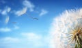 Flying Dandelion seeds in the morning sunlight.