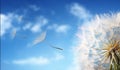 Flying Dandelion seeds in the morning sunlight. Royalty Free Stock Photo