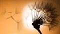 Flying dandelion seeds on a sunset background Royalty Free Stock Photo