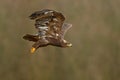 Flying dark brawn bird of prey Steppe Eagle, Aquila nipalensis, with large wingspan, clear background, Czech republic, Central Eur