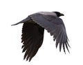 Flying dark crow with large black wings Royalty Free Stock Photo