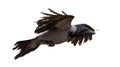 Flying dark grey crow with large black wings Royalty Free Stock Photo