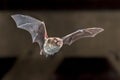 Flying Daubentons bat Royalty Free Stock Photo