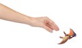 Flying dinosaur toy, rubber pterodactyl for game. Isolated on white Royalty Free Stock Photo