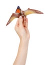Flying dinosaur toy, rubber pterodactyl for game. Isolated on white Royalty Free Stock Photo